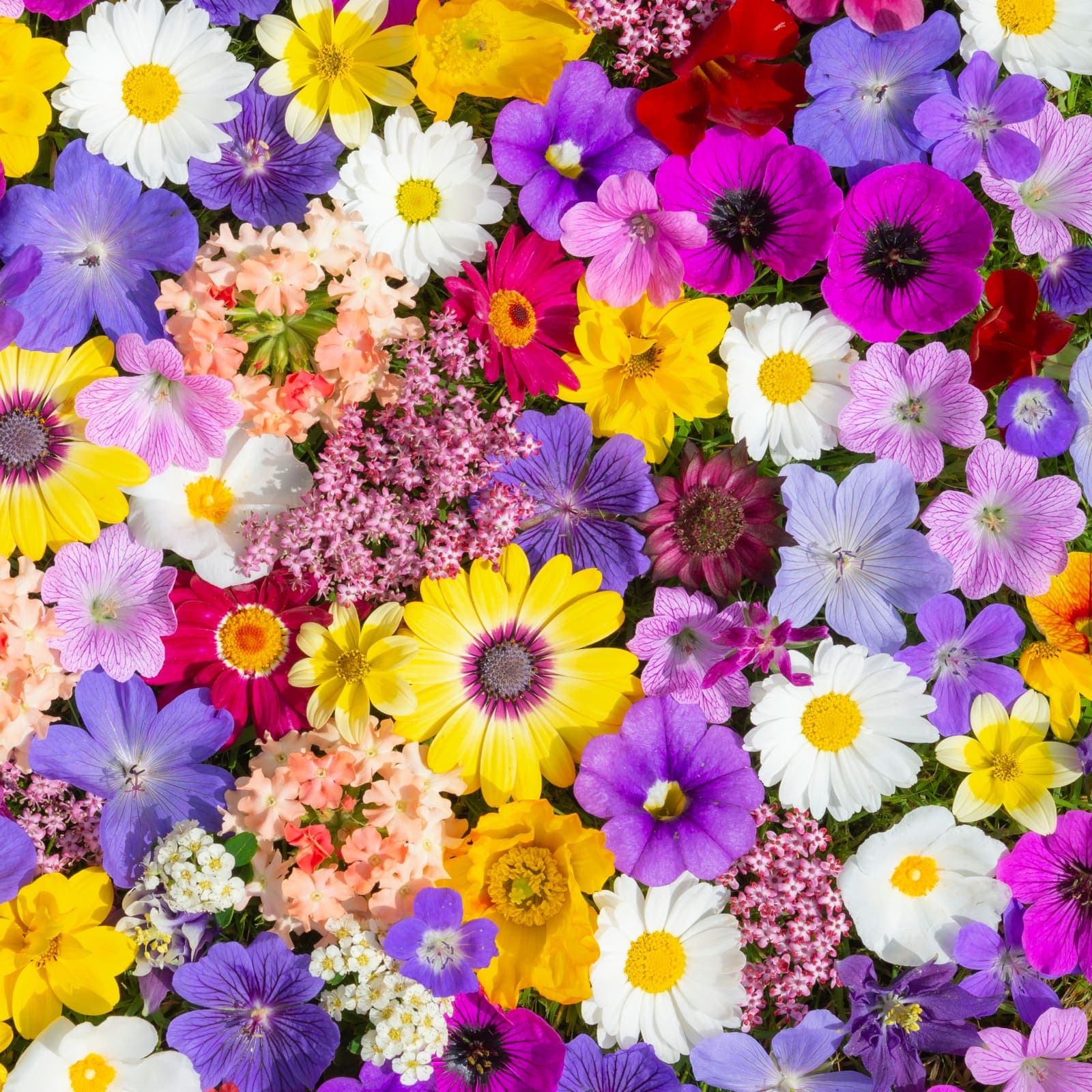 Marigold and mixed flower garlands, Kathmandu, Nepal
